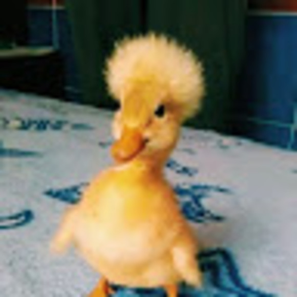 Meet your Posher, Chloe - Picture 1 of 1